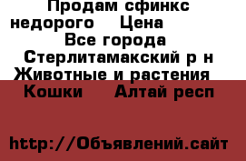 Продам сфинкс недорого  › Цена ­ 1 000 - Все города, Стерлитамакский р-н Животные и растения » Кошки   . Алтай респ.